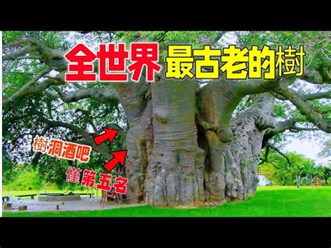 樹可以做什麼|【樹木可以做什麼】樹木的無盡寶藏：50 個種樹帶來的好處，揭。